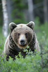 Fototapeta premium Close up of a brown bear in the forest
