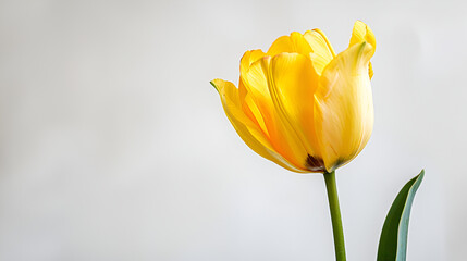 A beautiful yellow tulip flower blossom in the glass house garden with warm light,Beautiful spring tulip on white background, top view,Studio shot of tulips isolated on white background


