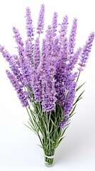 A beautiful bouquet of lavender flowers isolated on a white background