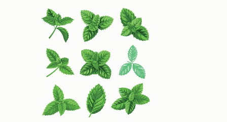 Group of Green Leaves on White Background