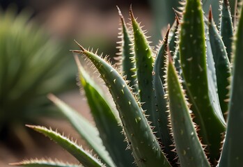 A close-up view of an aloe vera's spiky edges, its green leaves tapering into sharp points, covered in tiny serrations, generative AI