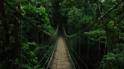 Wooden bridge across the forest with foliage around