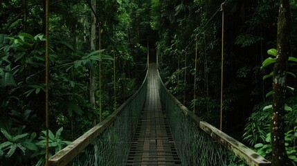 Wooden bridge across the forest with foliage around