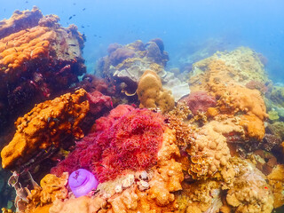 Beautiful coral under the sea at Samaesarn island, Sattahip Chonburi. Select focus