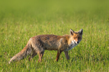 common red fox in the field