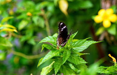 common eggfly or blue moon butterfly in the garden