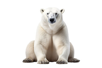 a polar bear sitting on the ground