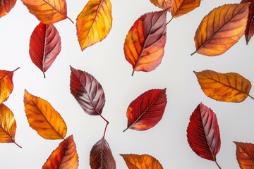 Colorful autumn leaves scattered on a white background