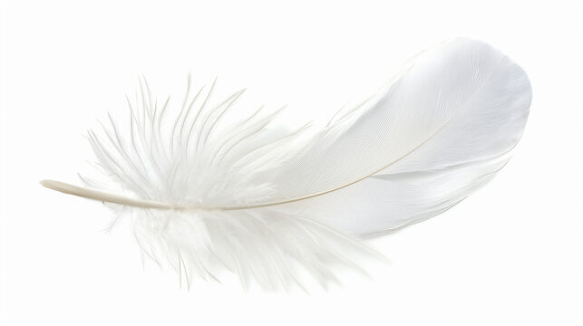 A white feather isolated on a white background

