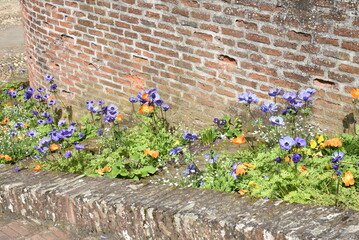Mur fleuri d'anémones bleues au printemps