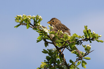 corn bunting up in a hawthorn