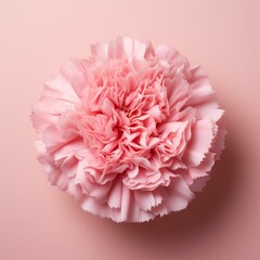 A pink carnation flower in full bloom against a pink background.