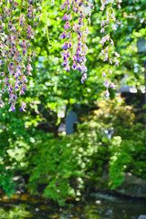 西新井大師の美しい庭園と藤の花（東京都足立区）
Beautiful garden and wisteria flowers of Nishiarai Daishi (Adachi Ward, Tokyo, Japan)
