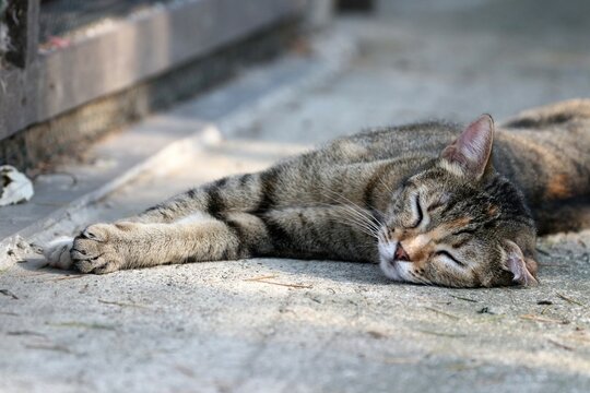 Colonia felina