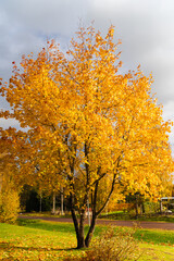 autumn trees in the park