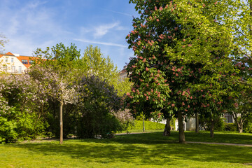 Grassy area with trees and buildings in background on a clear day