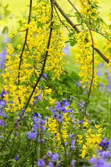 Laburnum flower fronds over bluebells flowering in May. Tree with golden yellow bean like flowers also known as 