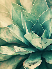 Closeup of vibrant green succulent plant with sunlit background, perfect for nature and botanical themes