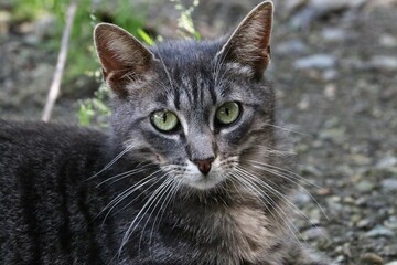 Colonia felina