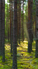 Obraz premium forest in autumn