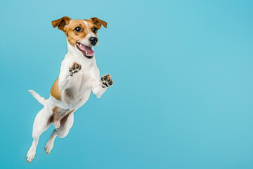 Active agile dog jumping high in the air on a blue color studio background. Young dog playing, flying. Cute Jack Russell Terrier looking happy isolated on colorful backdrop. Creative flyer for your ad