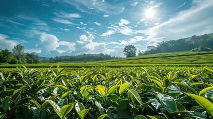 The verdant green tea plantation stretches as far as the eye can see, its lush leaves dancing in the gentle breeze, ready to be carefully harvested and brewed into a soothing cup of tea. - obrazy, fototapety, plakaty