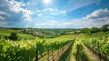 The vineyard sprawls across the landscape, its rows of grapevines basking in the sun, promising a...