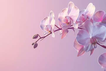 Orchid Branch on Soft Pastel Background