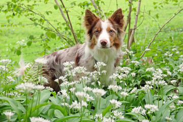 A tri red merle border collie standing in woodland filled with the white flowers of wild garlic.