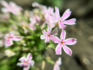 striped pink and white phlox flowers close -up