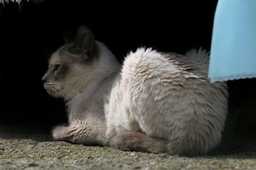 Colonia felina