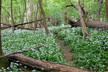A carpet wild garlic on the woodland floor during the spring.