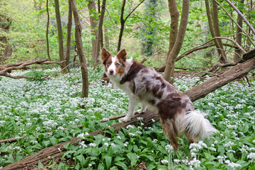 A tri red merle border collie standing on a log in woodland filled with the white flowers of wild...