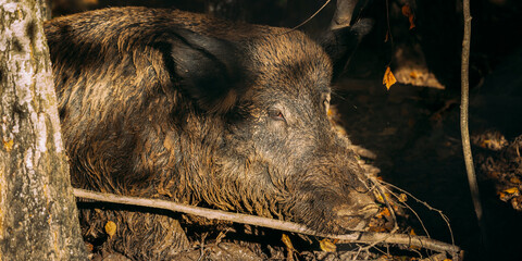 Belarus. Wild Boar Or Sus Scrofa, Also Known As The Wild Swine, Eurasian Wild Pig Resting In Mud In...