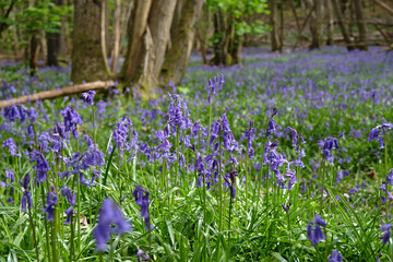 A carpet of bluebells on the woodland floor during the spring.