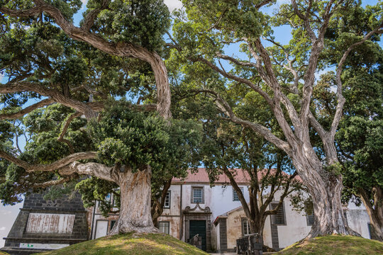 Large trees in the side churchyard of the church of Our lady of Estrela in Ribeira Grande, São Miguel - Azores PORTUGAL