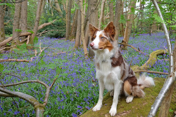 A tri red merle border collie sat on a log, in woodland filled with bluebells.