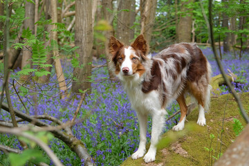 A tri red merle border collie standing on a log, in woodland filled with bluebells.