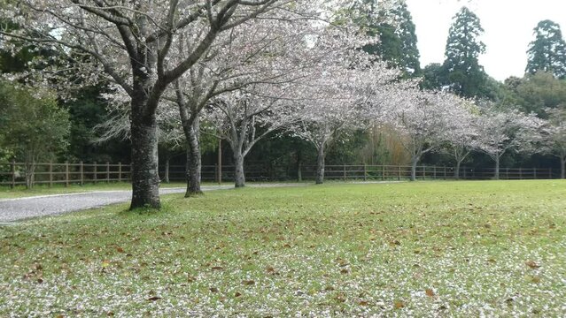 公園の激しい桜吹雪