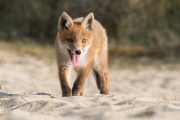 Red fox vulpes