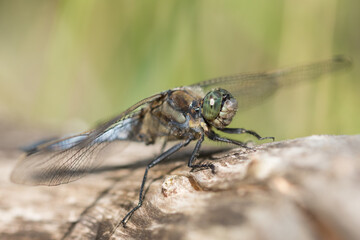 Close up of a dragonfly on tree branch.