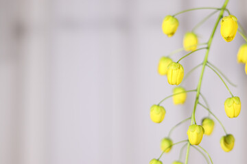 laburnum flower isolated Blurred white curtain background, Golden shower, cassia fistula.