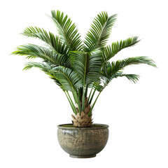 Elegant Cycas revolute with a pot isolated on transparent background