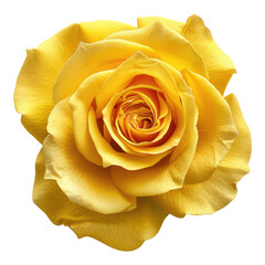 Elegant yellow rose isolated on transparent background
