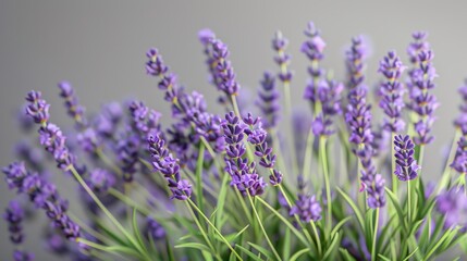 Fresh lavender sprigs, gentle gray background, culinary arts magazine cover, soft morning light effect, close frontal view