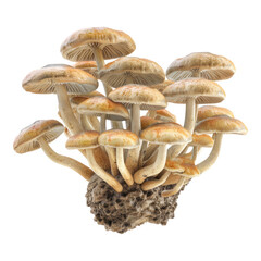 Flavorful fungi delight isolated on transparent background