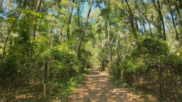Walking video of hiking path in Rainbow Springs, Florida, USA. South of Ocala, FL. April 13, 2024. 