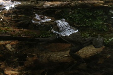 Fototapeta premium Rospo