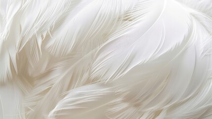 Obraz premium Pure serenity: Close-up view of a white feathery material, inviting you to immerse yourself in its gentle and tranquil essence.