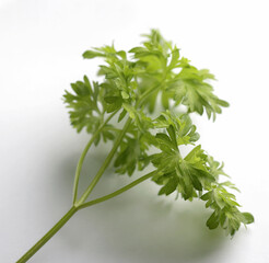 parsley branch on white background
